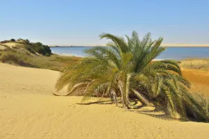 Salt Lake and Date Palm in Desert, Matruh Governorate, Libyan Desert, Sahara Desert, Egypt, Africa Salt Lake and Date Palm in Desert, Matruh Governorate, Libyan Desert, Sahara Desert, Egypt, Africa