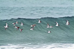 Sanderling In Flight Over Ocean Waves Near Middleton Island In The Gulf Of Alaska, Southcentral, During Spring Sanderling In Flight Over Ocean Waves Near Middleton Island In The Gulf Of Alaska, Southcentral, During Spring