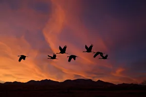 Sandhill Cranes At Bosque Del Apache National Wildlife Refuge. Fall In New Mexico Sandhill Cranes At Bosque Del Apache National Wildlife Refuge. Fall In New Mexico