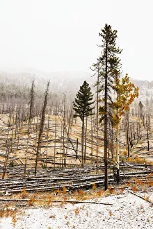 Sawback Burn, On Bow Valley Parkway. Fire Intentionally Set In 1993, In Effort To Sawback Burn, On Bow Valley Parkway. Fire Intentionally Set In 1993, In Effort To
