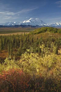 Scenic Of Fall Tundra And Yellow Aspen Trees With Mt Scenic Of Fall Tundra And Yellow Aspen Trees With Mt