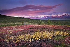 Scenic View Of Alpine Tundra With Alaska Range In The Background With Alpenglow At Scenic View Of Alpine Tundra With Alaska Range In The Background With Alpenglow At