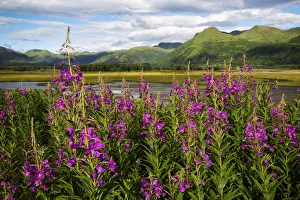 Scenic View Of Kodiak Island With Fireweed In The Foreground, Southwest Alaska, Summer Scenic View Of Kodiak Island With Fireweed In The Foreground, Southwest Alaska, Summer