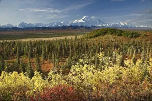 Scenic View Of Mt. Mckinley And The Alaska Range With Taiga And Fall Colors In The Scenic View Of Mt. Mckinley And The Alaska Range With Taiga And Fall Colors In The