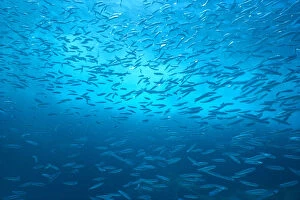 Images Dated 30th November 1998: School Of Small Silver Fish, Hundreds In Clear Blue Water Near Surface