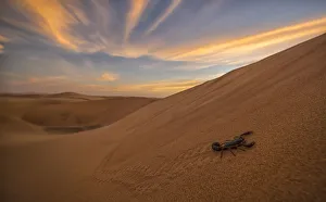 Scorpion Walking Through The Desert; Swakopmund, Namibia Scorpion Walking Through The Desert; Swakopmund, Namibia