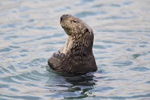 Sea Otter With Arms Crossed Floats Upright In Prince William Sound, Alaska, Southcentral Sea Otter With Arms Crossed Floats Upright In Prince William Sound, Alaska, Southcentral