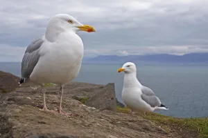 Seagulls On Slea Head On The Dingle Peninsula; County Kerry, Munster, Ireland Seagulls On Slea Head On The Dingle Peninsula; County Kerry, Munster, Ireland
