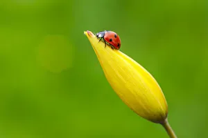 Seven Spot Ladybird (Coccinella septempunctata) on flower, against green background. Bavaria, Germany Seven Spot Ladybird (Coccinella septempunctata) on flower, against green background. Bavaria, Germany