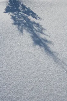 Shadow Of A Fir Tree Falls Across A Pristine Drift Of Snow, Sparkling In The Sun; Filzmoos, Austria Shadow Of A Fir Tree Falls Across A Pristine Drift Of Snow, Sparkling In The Sun; Filzmoos, Austria