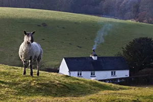 A Sheep Standing On A Hill With A House In The Background; Cumbria, England A Sheep Standing On A Hill With A House In The Background; Cumbria, England