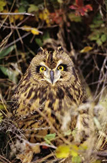 Short-Eared Owl, Asio Flammeus, Front Range, Colorado Short-Eared Owl, Asio Flammeus, Front Range, Colorado