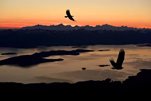 Silhouette Of Bald Eagles In Flight At Sunset Over The Inside Passage In Southeast Alaska Silhouette Of Bald Eagles In Flight At Sunset Over The Inside Passage In Southeast Alaska