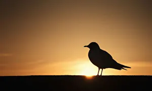 Silhouette of a bird sitting on a fence at sunset;Northumberland england Silhouette of a bird sitting on a fence at sunset;Northumberland england