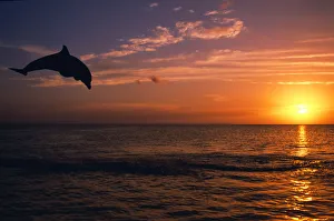 Silhouette Of Bottlenose Dolphin Leaping Over Ocean At Sunset, Caribbean Sea Silhouette Of Bottlenose Dolphin Leaping Over Ocean At Sunset, Caribbean Sea