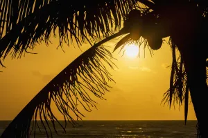Silhouette Of A Coconut Tree With An Orange Sky At Sunrise And The Ocean On The Horizon Silhouette Of A Coconut Tree With An Orange Sky At Sunrise And The Ocean On The Horizon