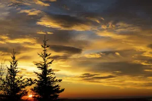 Silhouette Of Two Evergreen Trees With Dramatic Colourful Clouds With Sunrise; Calgary, Alberta, Canada Silhouette Of Two Evergreen Trees With Dramatic Colourful Clouds With Sunrise; Calgary, Alberta, Canada