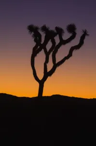 Silhouette of a joshua tree at sunset in joshua tree national park;California united Silhouette of a joshua tree at sunset in joshua tree national park;California united