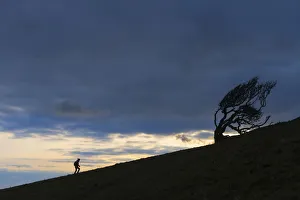 Silhouette Of Woman Walking Uphill Past Gnarled Tree Near Golden Cap On The Jurassic Silhouette Of Woman Walking Uphill Past Gnarled Tree Near Golden Cap On The Jurassic