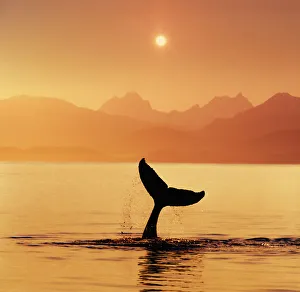 Silhouetted Humpback Whale Tail @ Sunset Lynn Canal Ak Se Summer Coast Mtns Composite Silhouetted Humpback Whale Tail @ Sunset Lynn Canal Ak Se Summer Coast Mtns Composite