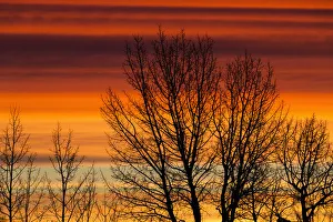 Silhouetted Tree Branches With Dramatically Colourful Clouds At Sunrise; Calgary, Alberta, Canada Silhouetted Tree Branches With Dramatically Colourful Clouds At Sunrise; Calgary, Alberta, Canada