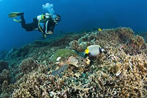 Similan Islands Thailand; Scuba Diver Over A Hawksbill Turtle (Eretmochelys Imbricata) And Angelfish Similan Islands Thailand; Scuba Diver Over A Hawksbill Turtle (Eretmochelys Imbricata) And Angelfish