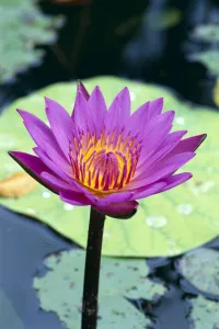 Single Water Lily Blossom On Plant, Lily Pad With Water Droplets Atop C1655 Single Water Lily Blossom On Plant, Lily Pad With Water Droplets Atop C1655