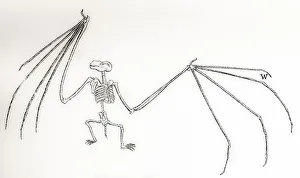 Skeleton Of A Bat, Vespertilio Murinus. From The National Encyclopaedia, Published C.1890 Skeleton Of A Bat, Vespertilio Murinus. From The National Encyclopaedia, Published C.1890