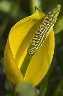 Skunk Cabbage Blooms In Swampy Areas; Astoria, Oregon, United States Of America Skunk Cabbage Blooms In Swampy Areas; Astoria, Oregon, United States Of America