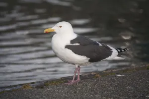 Slaty-Backed Gull Standing On The Shore Near Cordova, Prince William Sound, Southcentral Slaty-Backed Gull Standing On The Shore Near Cordova, Prince William Sound, Southcentral