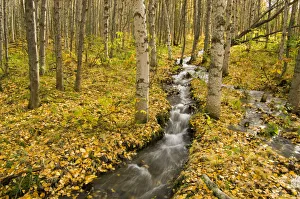 Small Creek Flows Through Autumn Leaf Covered Forest Floor Chugach State Park Eagle Small Creek Flows Through Autumn Leaf Covered Forest Floor Chugach State Park Eagle