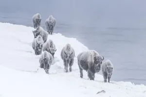 Snow covered American bison walking along the shore of Firehole River in winter, YNP, Wyoming, USA Snow covered American bison walking along the shore of Firehole River in winter, YNP, Wyoming, USA