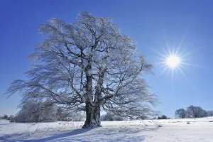 Snow Covered Beech Tree with Sun, Heidelstein, Rhon Mountains, Bavaria, Germany Snow Covered Beech Tree with Sun, Heidelstein, Rhon Mountains, Bavaria, Germany