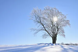 Snow Covered Beech Tree with Sun, Wustensachsen, Rhon Mountains, Hesse, Germany Snow Covered Beech Tree with Sun, Wustensachsen, Rhon Mountains, Hesse, Germany