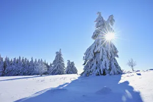 Snow Covered Conifer Tree with Sun, Heidelstein, Rhon Mountains, Bavaria, Germany Snow Covered Conifer Tree with Sun, Heidelstein, Rhon Mountains, Bavaria, Germany