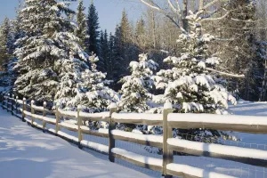 Snow-Covered Evergreens And Rustic Fence; Calgary, Alberta, Canada Snow-Covered Evergreens And Rustic Fence; Calgary, Alberta, Canada