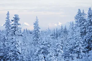 Snow Covered Forest Under A Cloudy Sky With Snow Capped Mountains In The Distance; Alaska Snow Covered Forest Under A Cloudy Sky With Snow Capped Mountains In The Distance; Alaska