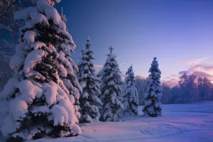 Snow Covered Spruce Trees At Sunset With Pink Alpenglow During Winter, Russian Jack Park Snow Covered Spruce Trees At Sunset With Pink Alpenglow During Winter, Russian Jack Park