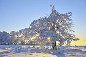 Snow Covered Tree in Morning, Heidelstein, Rhon Mountains, Bavaria, Germany Snow Covered Tree in Morning, Heidelstein, Rhon Mountains, Bavaria, Germany