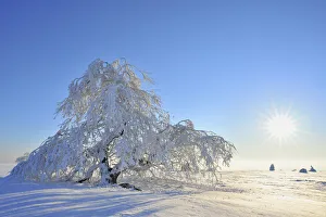 Snow Covered Tree with Sun, Heidelstein, Rhon Mountains, Bavaria, Germany Snow Covered Tree with Sun, Heidelstein, Rhon Mountains, Bavaria, Germany