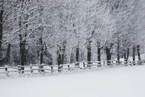 Snow Covered Trees Along A Fence And Field In Winter; Bromont, Quebec, Canada Snow Covered Trees Along A Fence And Field In Winter; Bromont, Quebec, Canada