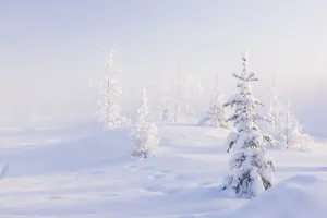 Snowy Birch And Evergreen Trees In An Atmospheric Landscape During Sunrise, North Pole Snowy Birch And Evergreen Trees In An Atmospheric Landscape During Sunrise, North Pole