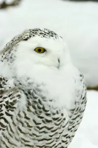 Snowy Owl In Ecomuseum Zoo, Ste-Anne-De-Bellevue, Quebec, Canada Snowy Owl In Ecomuseum Zoo, Ste-Anne-De-Bellevue, Quebec, Canada