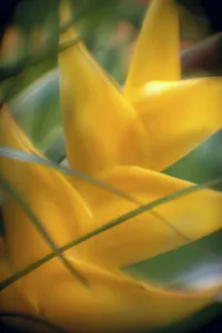 Soft Focus Detail Of Yellow Heliconia Flower On Plant A22A Soft Focus Detail Of Yellow Heliconia Flower On Plant A22A