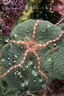 Solomon Islands, Serpent Sea Star On Leather Coral, Close-Up Detail A90E Solomon Islands, Serpent Sea Star On Leather Coral, Close-Up Detail A90E