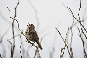 A Song Sparrow (Melospiza Melodia) Sings; Newport, Oregon, United States Of America A Song Sparrow (Melospiza Melodia) Sings; Newport, Oregon, United States Of America