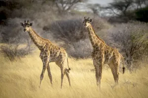 Two southern giraffes standing in the golden long grass at the Gabus Game Ranch, Namibia Two southern giraffes standing in the golden long grass at the Gabus Game Ranch, Namibia
