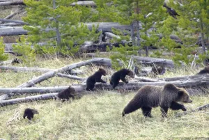 Sow Grizzly Bear (Ursus Arctos Horribilis) Leads And Guides Her Four Cubs (Extremely Sow Grizzly Bear (Ursus Arctos Horribilis) Leads And Guides Her Four Cubs (Extremely