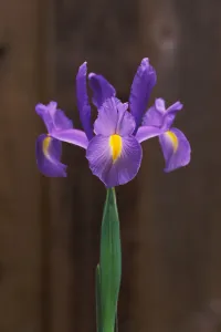Spanish Iris (Iris Xiphium Or Hispanica) Single Green Stem With Brown Background Spanish Iris (Iris Xiphium Or Hispanica) Single Green Stem With Brown Background