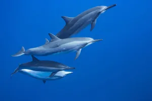 Four Spinner Dolphin (Stenella Longirostris) Off The Island Of Lanai; Hawaii, United States Of America Four Spinner Dolphin (Stenella Longirostris) Off The Island Of Lanai; Hawaii, United States Of America